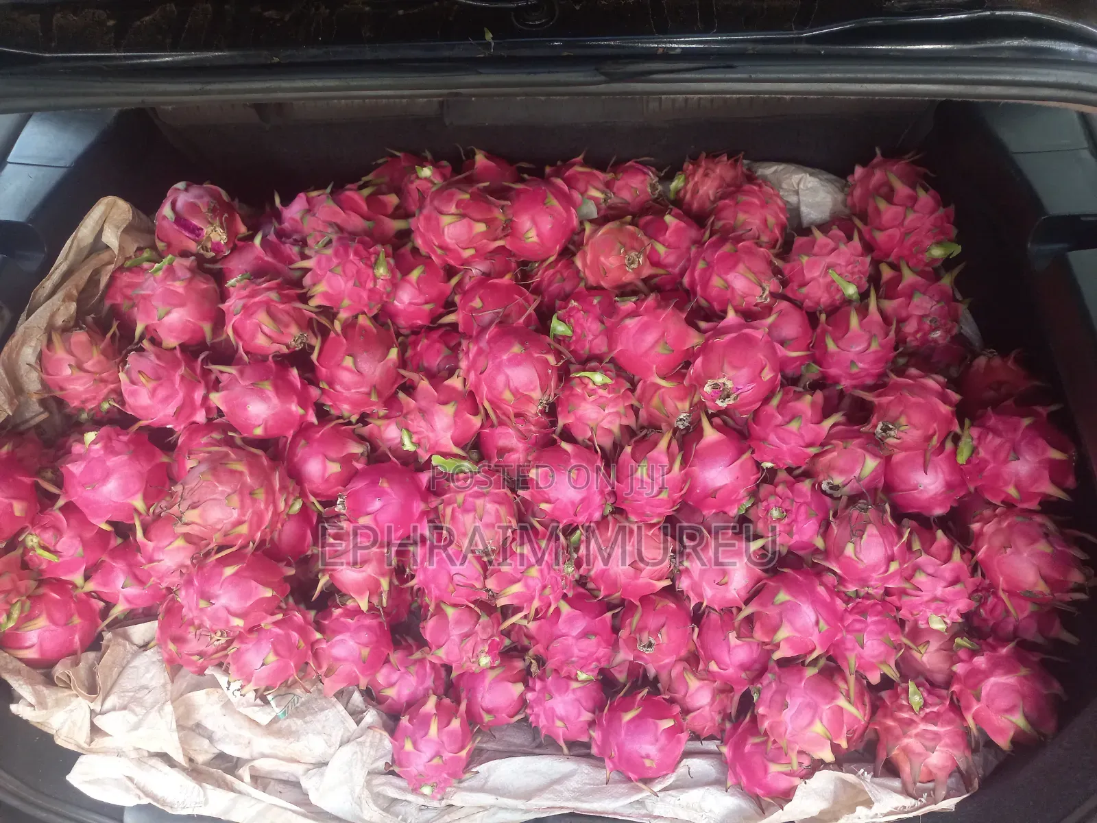 Dragon Fruit Seedlings (Red)