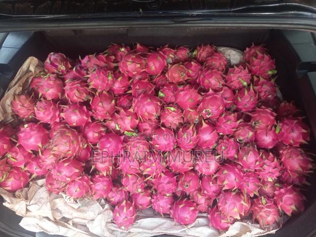 Dragon Fruit Seedlings (Red) - thumbnail 3