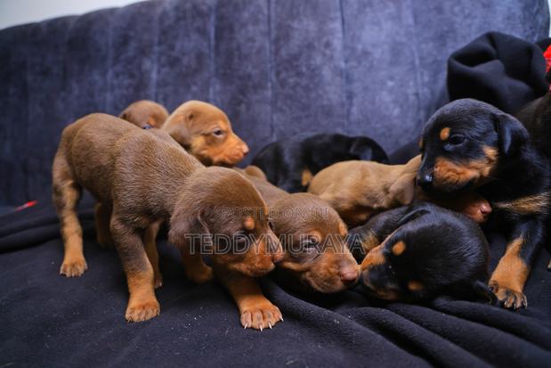 0-1 month Female Purebred Doberman Pinscher