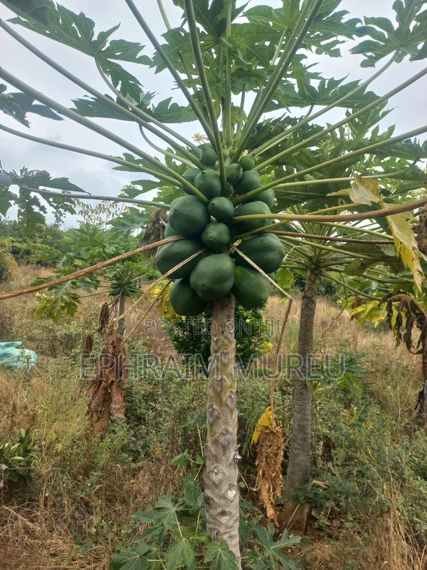50x100 Plots Makuyu (Mananja)