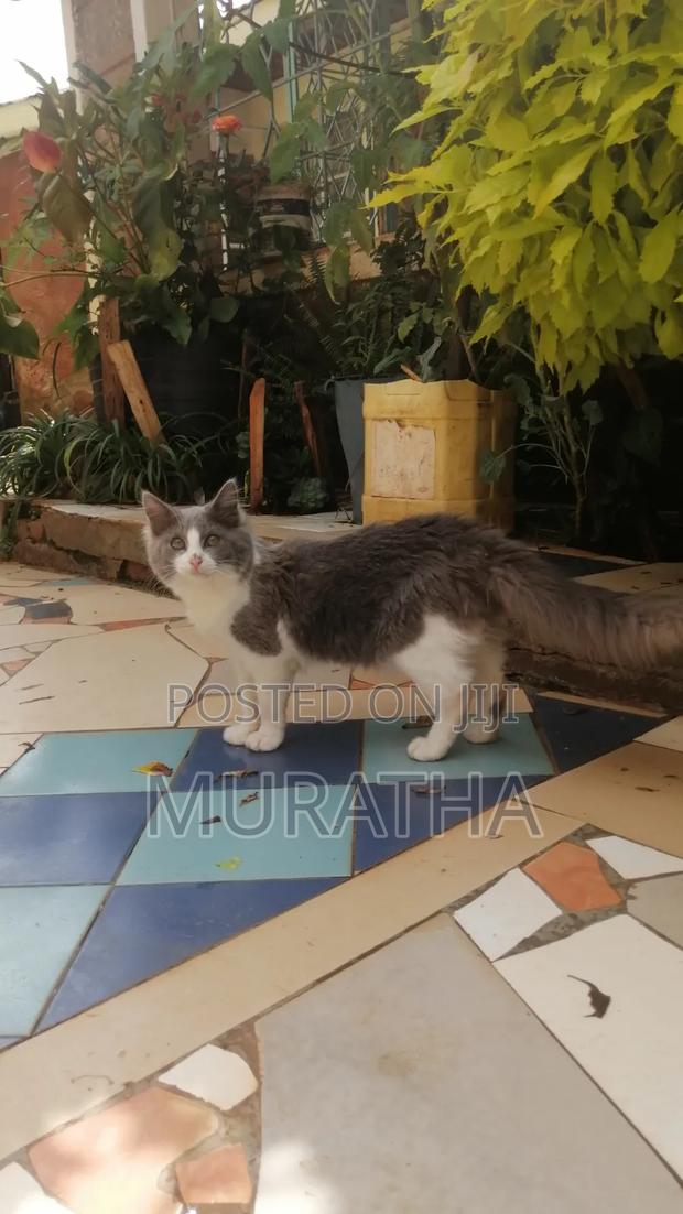 3-6 months Female Purebred Siberian