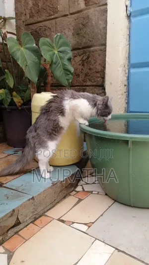 3-6 months Female Purebred Siberian