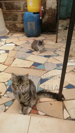 3-6 months Female Purebred Siberian