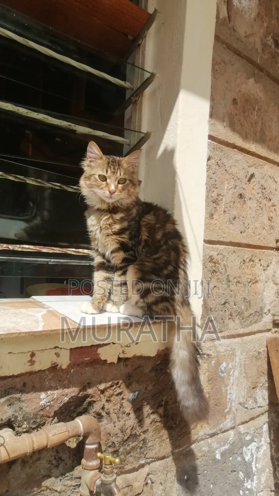 3-6 months Female Purebred Siberian