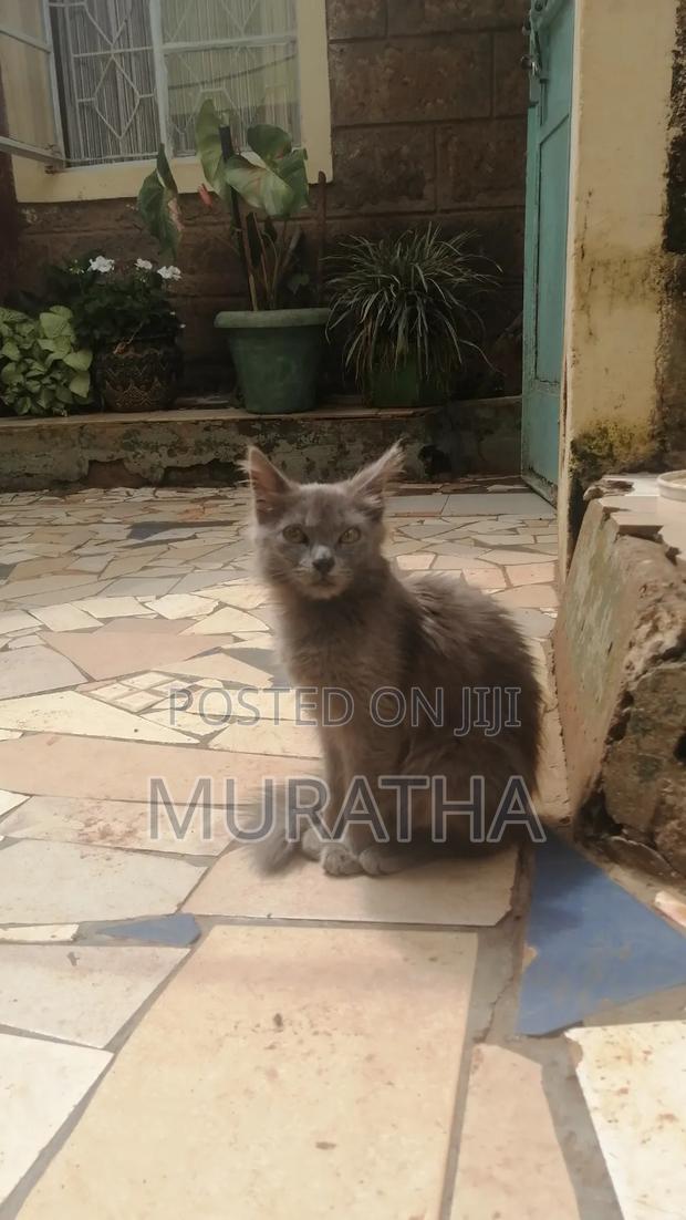 3-6 months Male Purebred Siberian