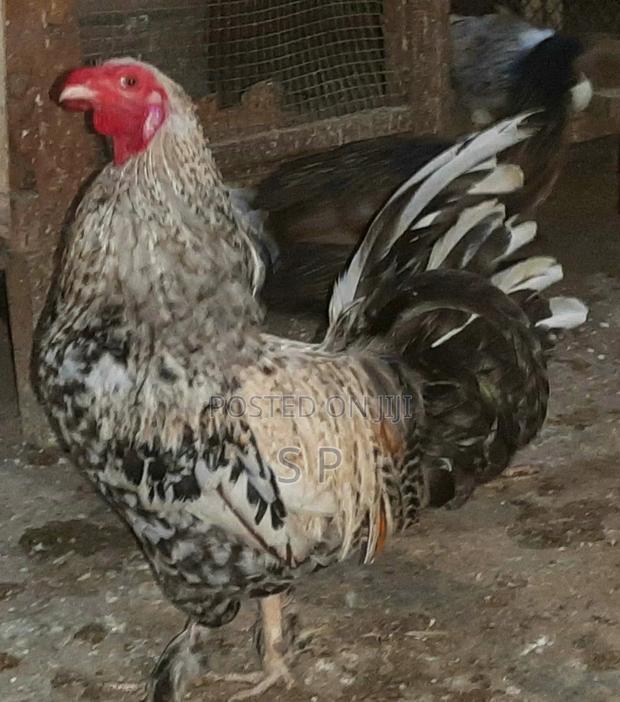 Bantam Jogoos- Fully Mature! - thumbnail 5