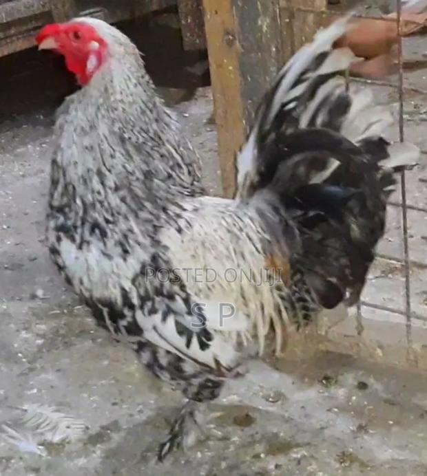 Bantam Jogoos- Fully Mature!