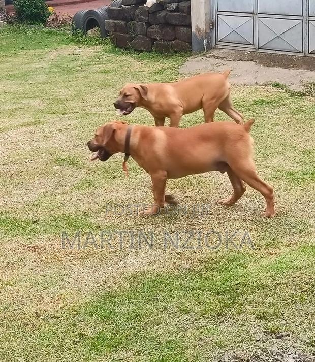 3-6 months Female Purebred Boerboel