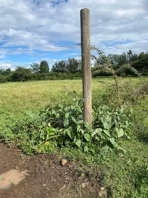 100*100 Prime Plots to Lease in Ruai