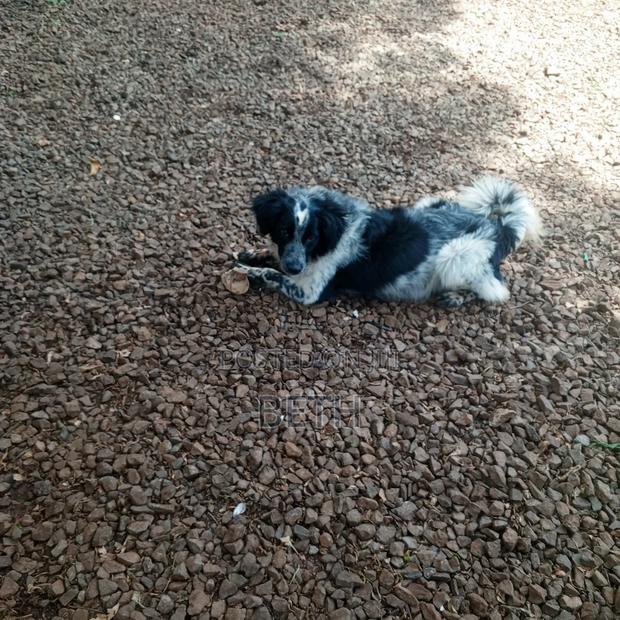 6-12 months Female Purebred Border Collie - thumbnail 7