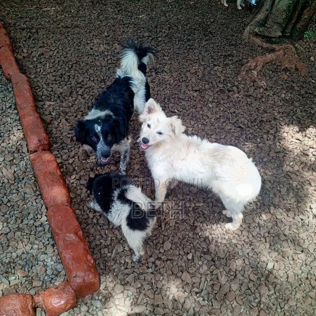 6-12 months Female Purebred Border Collie - thumbnail 8