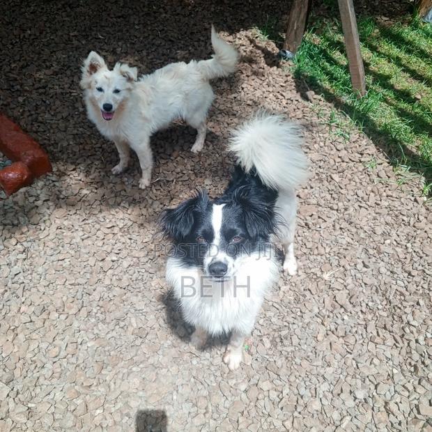 6-12 months Female Purebred Border Collie - thumbnail 9