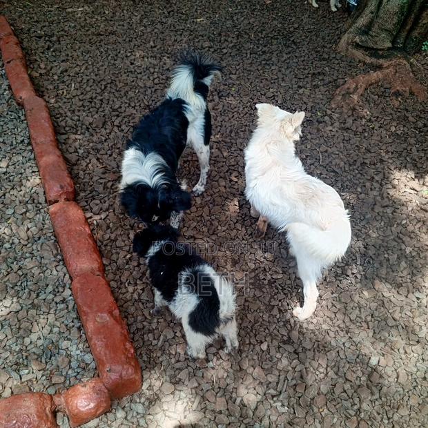 6-12 months Female Purebred Border Collie - thumbnail 10
