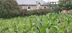 100x100 Plot for Sale – Thigio, Kiambu County