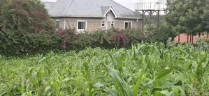 100x100 Plot for Sale – Thigio, Kiambu County