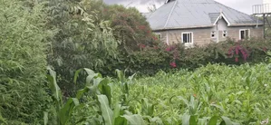 100x100 Plot for Sale – Thigio, Kiambu County
