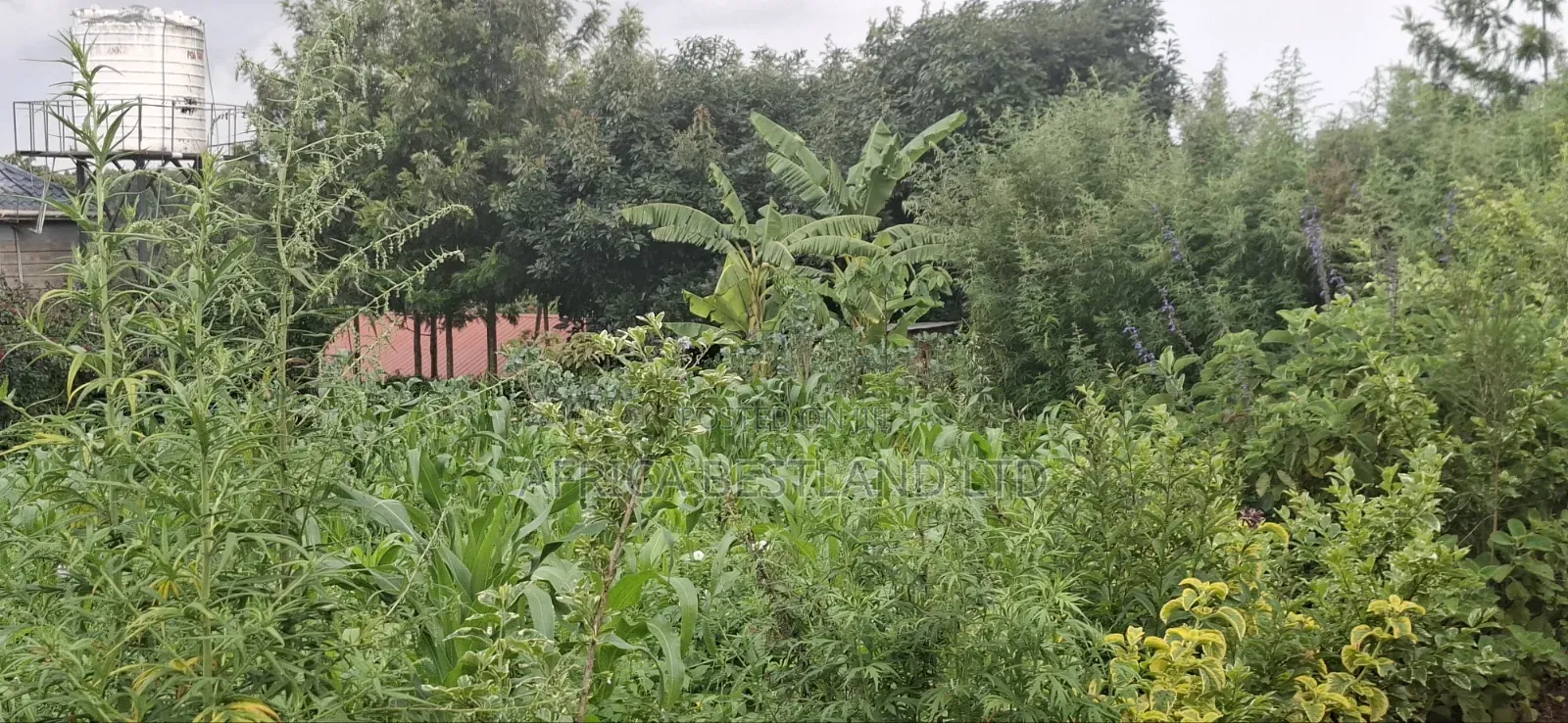 100x100 Plot for Sale – Thigio, Kiambu County