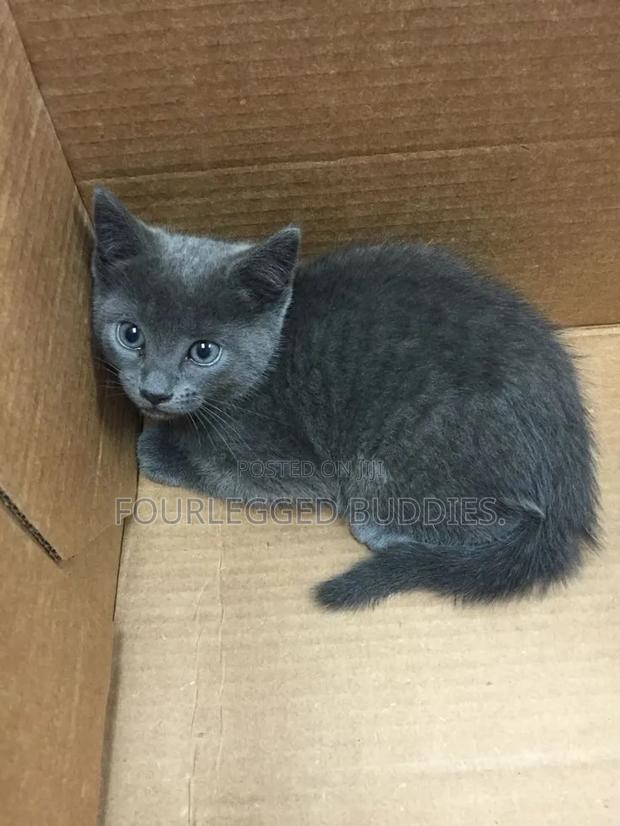 1-3 months Male Purebred Russian Blue - thumbnail 2