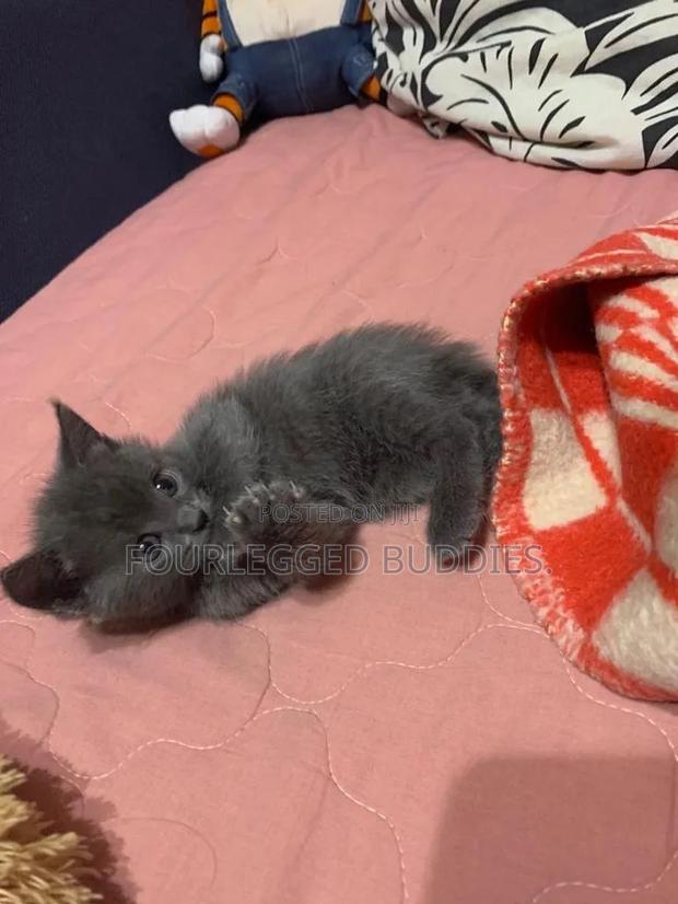 1-3 months Male Purebred Russian Blue - thumbnail 3