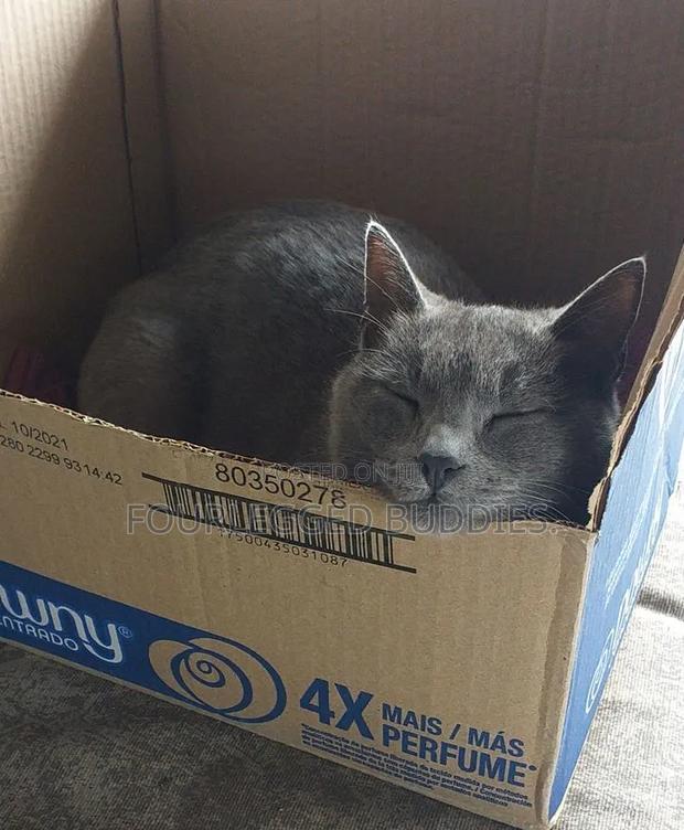 1-3 months Male Purebred Russian Blue - thumbnail 4