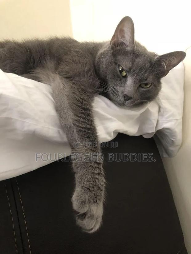 1-3 months Male Purebred Russian Blue