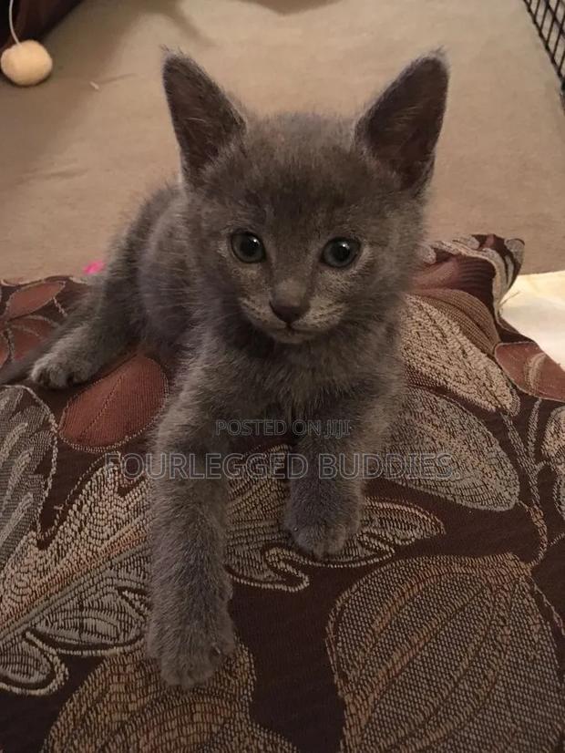 1-3 months Male Purebred Russian Blue - thumbnail 5
