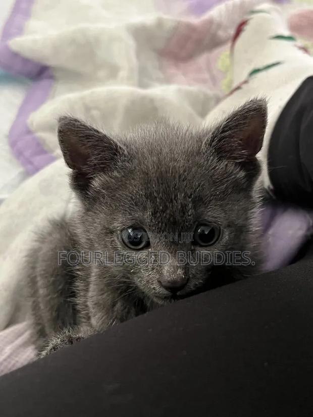 1-3 months Male Purebred Russian Blue - thumbnail 6