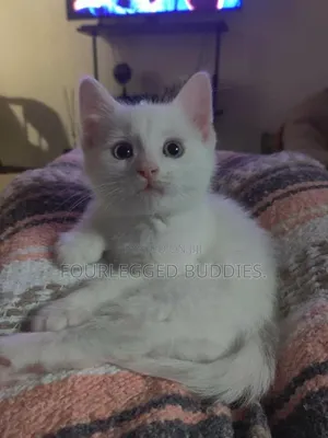 1-3 months Male Purebred Turkish Angora