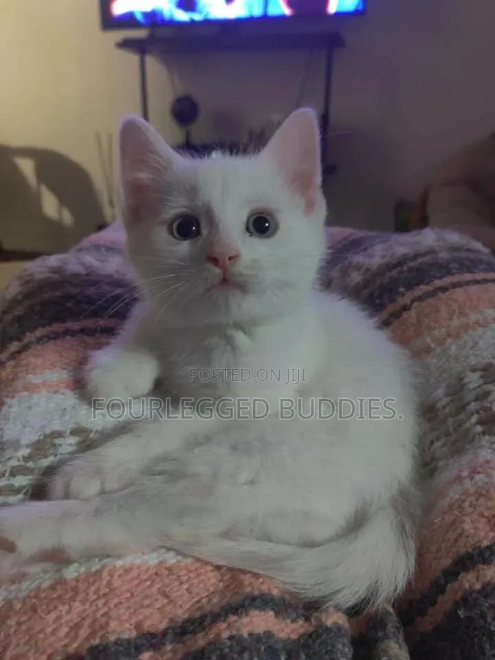 1-3 months Male Purebred Turkish Angora