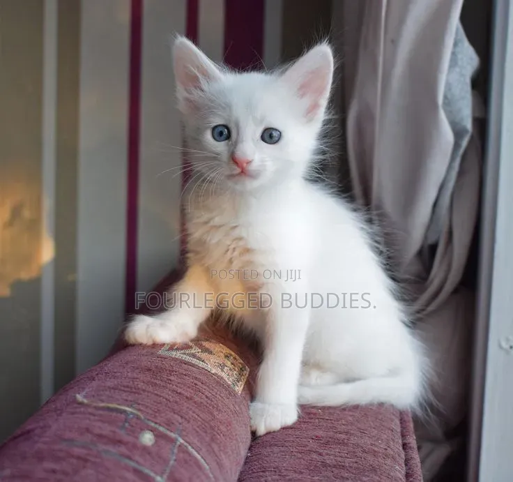 1-3 months Male Purebred Turkish Angora