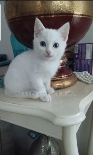 1-3 months Male Purebred Turkish Angora