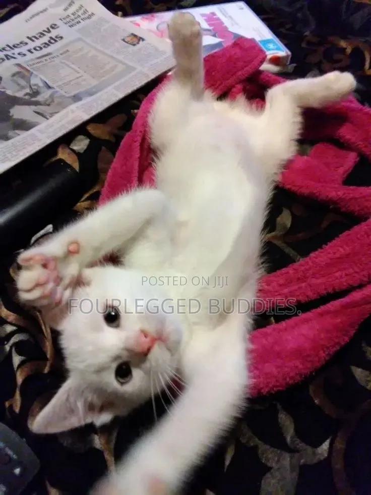 1-3 months Male Purebred Turkish Angora