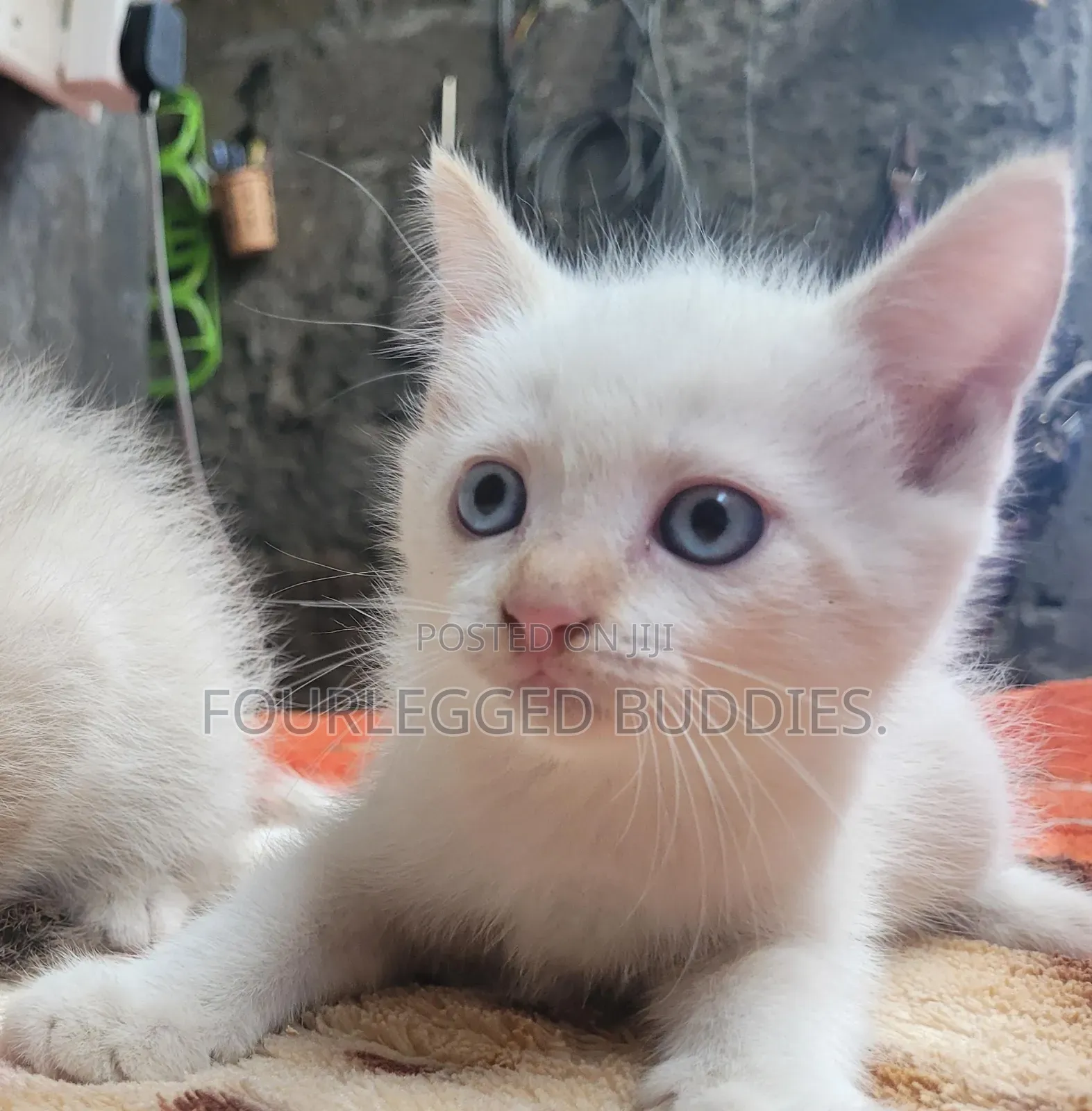 1-3 months Male Purebred Turkish Angora