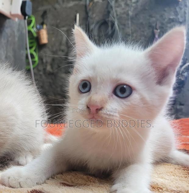 1-3 months Male Purebred Turkish Angora
