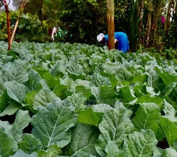 Ready to Transplant Organic Sukumawiki (Collard Greens/Kale) Seedlings