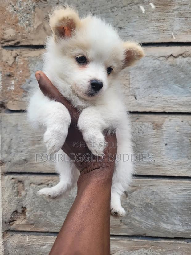 1-3 months Male Purebred Japanese Spitz