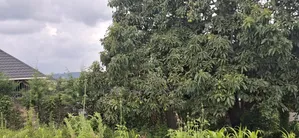 50x100 Residential Plot for Sale – Kikuyu Ng'amba, Kiambu County