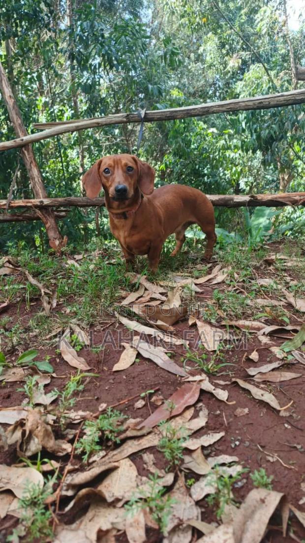 1+ year Male Purebred Dachshund