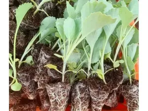 Ready to Transplant Organic Sukumawiki (Collard Greens/Kale) Seedlings