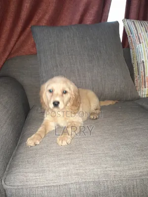1-3 months Female Purebred Cockapoo