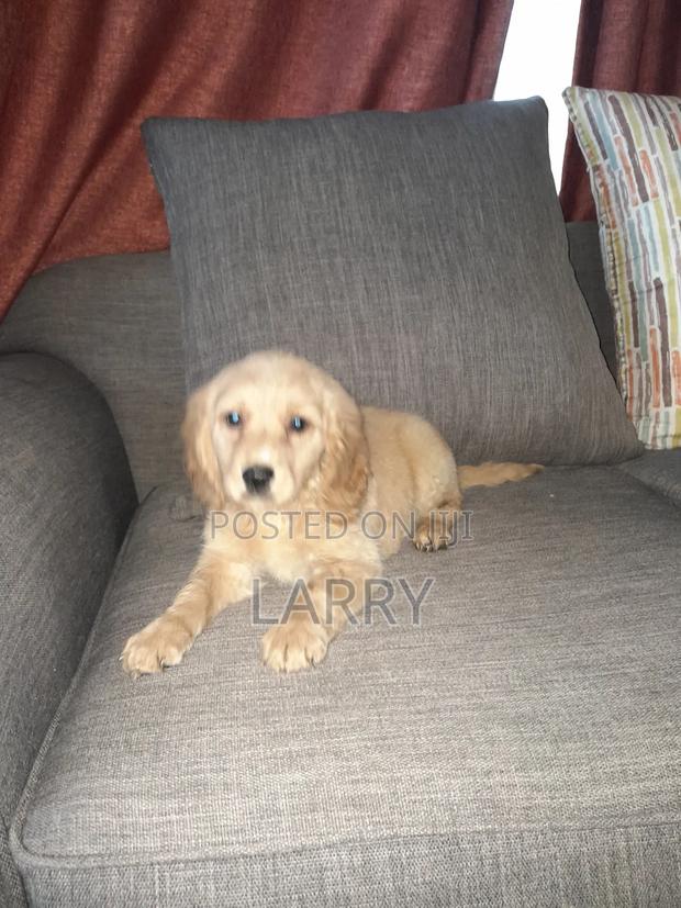 1-3 months Female Purebred Cockapoo