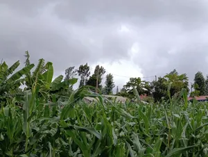 60by 130 Plot on Sale in Mogera Makuyu