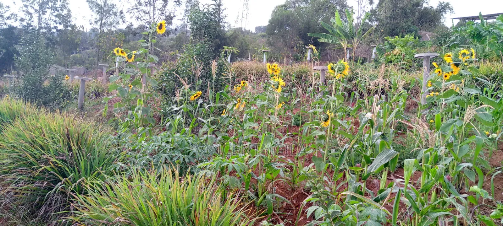 Mua Hills 5 Acres With Spectacular Views