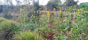 Mua Hills 5 Acres With Spectacular Views