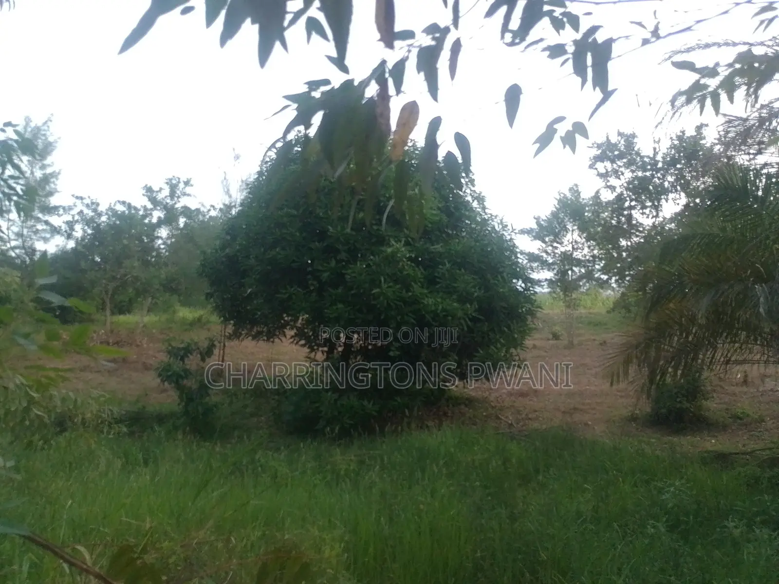 6.4 Acres Agricultural Land| Sugarcane Zone| Seasonal River| Ramisi