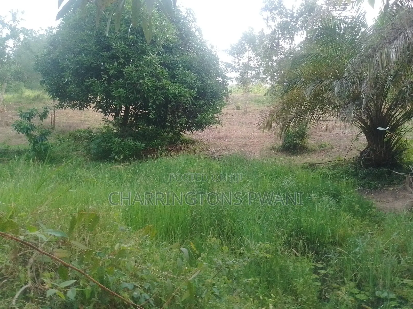 6.4 Acres Agricultural Land| Sugarcane Zone| Seasonal River| Ramisi