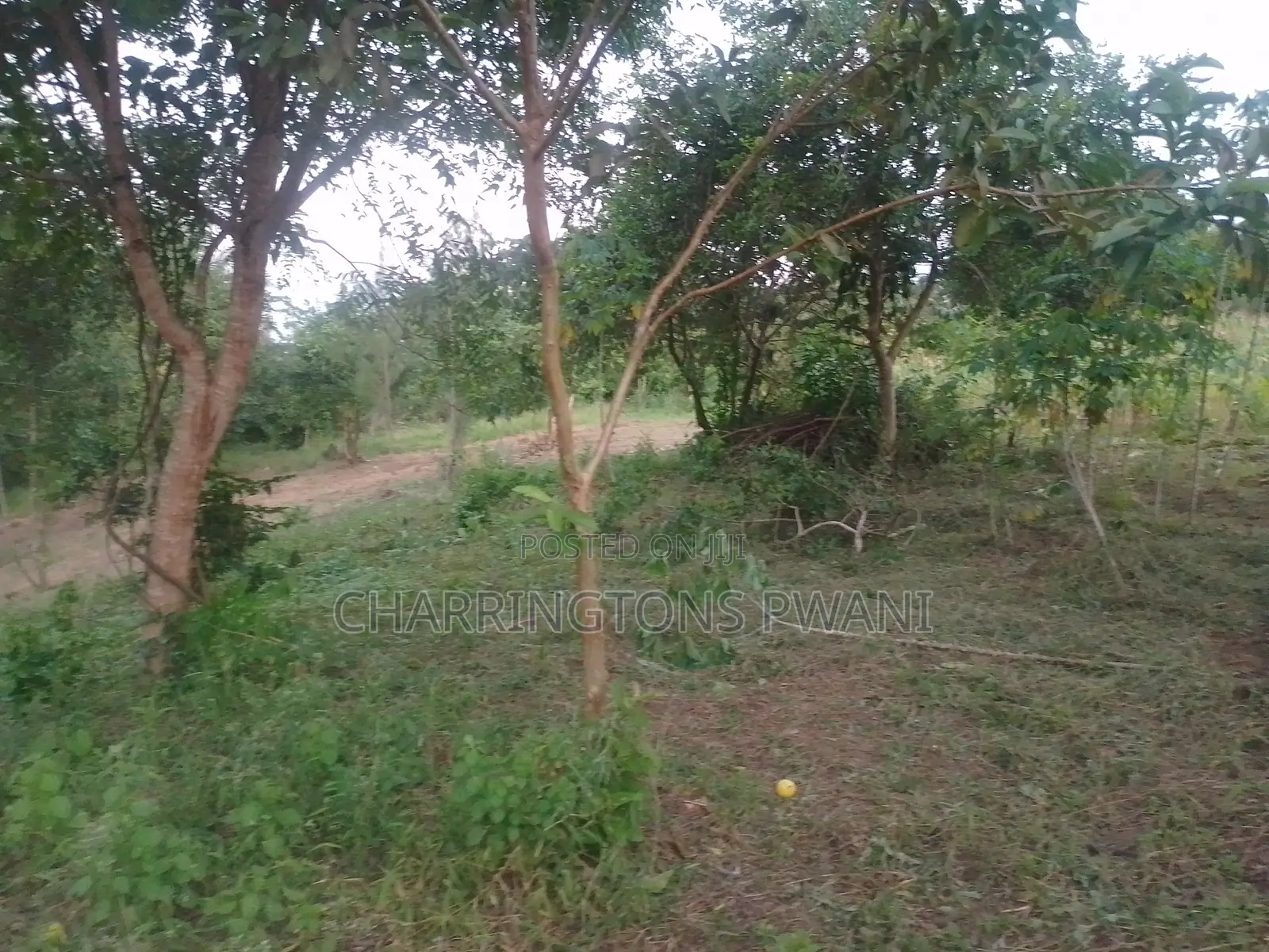 6.4 Acres Agricultural Land| Sugarcane Zone| Seasonal River| Ramisi