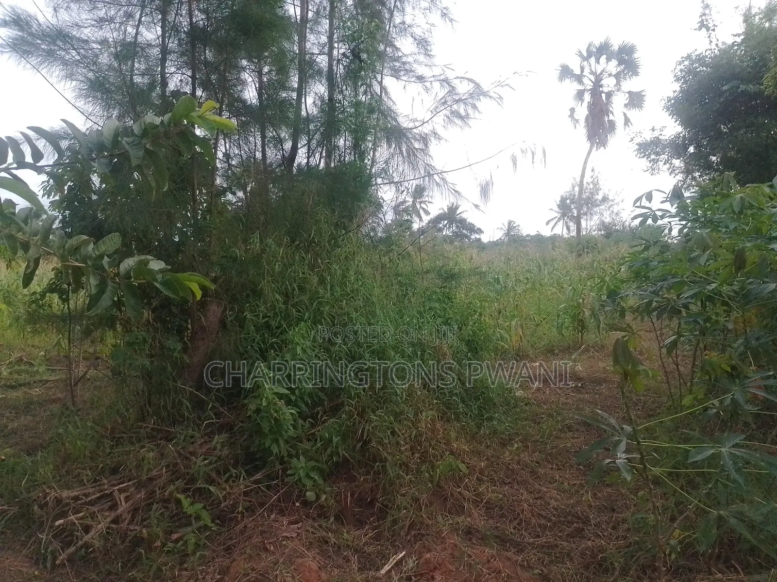 6.4 Acres Agricultural Land| Sugarcane Zone| Seasonal River| Ramisi