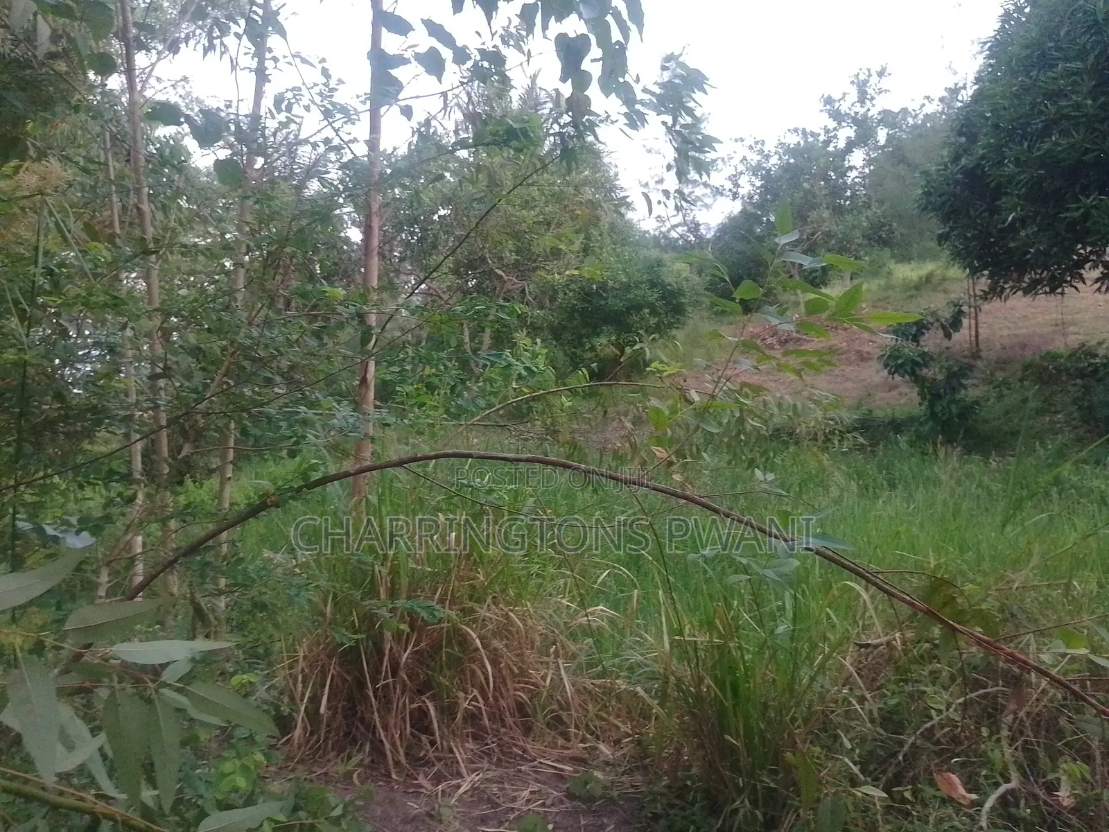 6.4 Acres Agricultural Land| Sugarcane Zone| Seasonal River| Ramisi