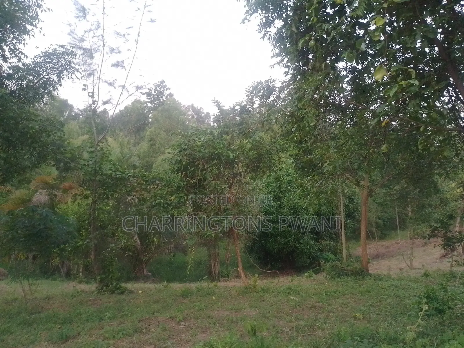 6.4 Acres Agricultural Land| Sugarcane Zone| Seasonal River| Ramisi